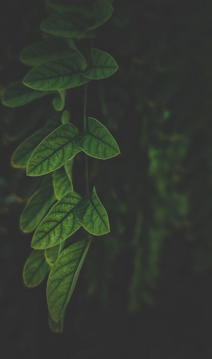 شناسایی نقش میانجی گری گروه همسالان در رفتارهای اعتیادی و فشار روانی در میان نوجوانان و افرادی که در اوایل بزرگسالی قرار دارند